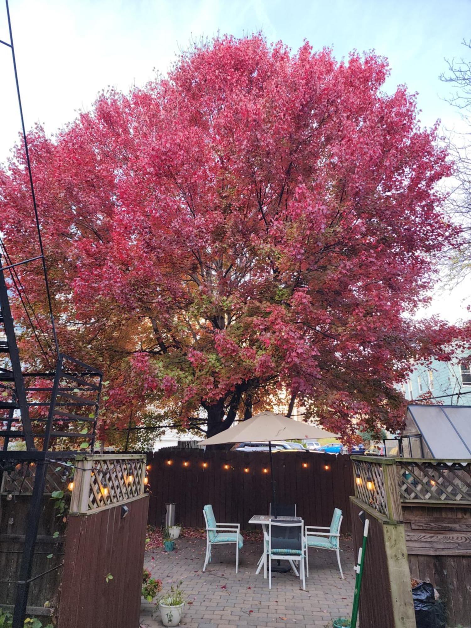 Magnolia Stay Near New York City Jersey City Luaran gambar